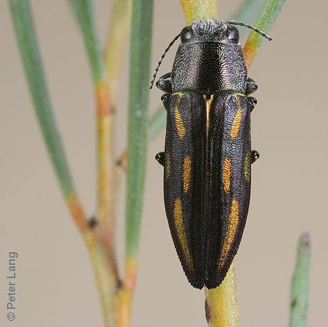 Melobasis cupreovittata cupreovittata, PL0729B, female, on Acacia calamifolia, NL